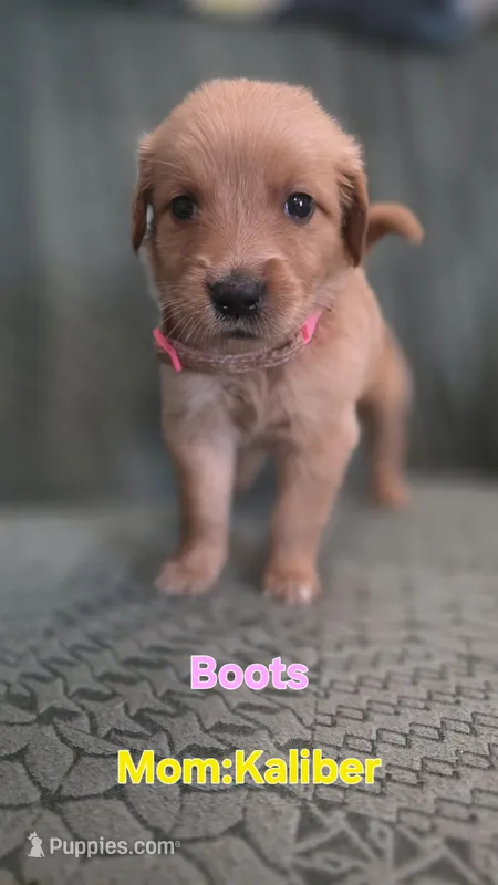 Boots – Golden Retriever puppy for sale in Davison, MI