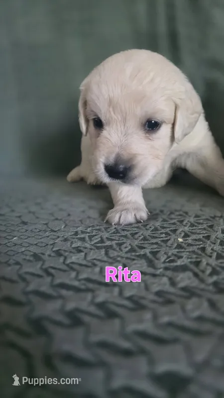 Rita – English Cream Golden Retriever puppy for sale in Davison, MI