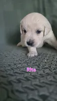 Rita, a female English Cream Golden Retriever for sale in Davison, MI – 1 of 1