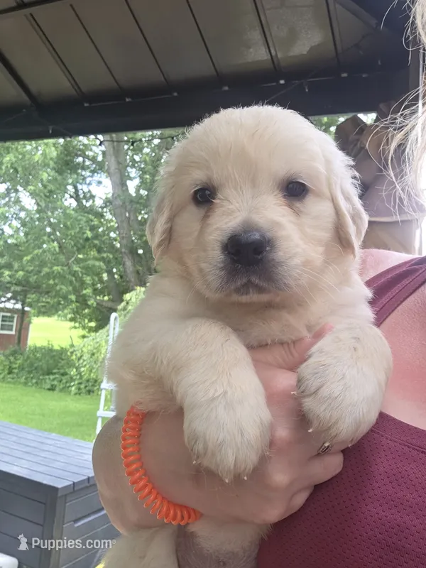 Rita – English Cream Golden Retriever puppy for sale in Davison, MI