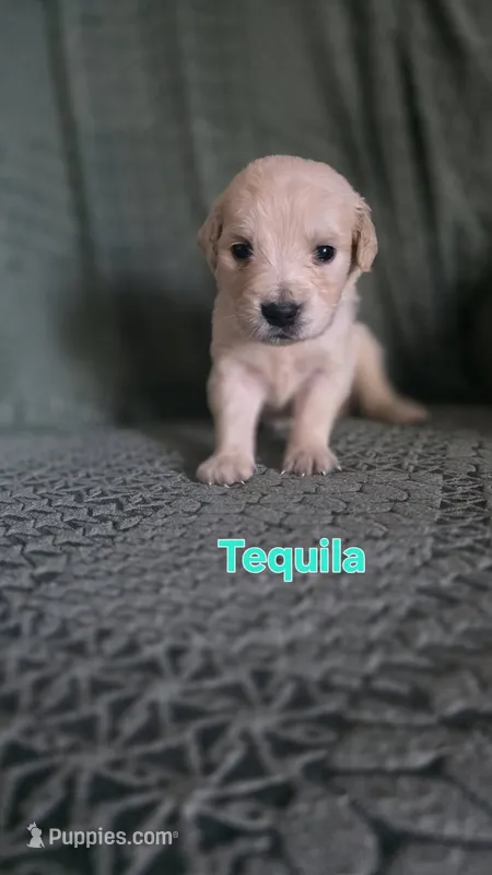 Tequila – English Cream Golden Retriever puppy for sale in Davison, MI