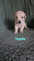 Tequila, a female English Cream Golden Retriever for sale in Davison, MI – 1 of 1