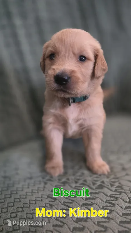 Biscuit – Golden Retriever puppy for sale in Davison, MI