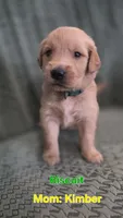 Biscuit, a male Golden Retriever for sale in Davison, MI – 1 of 1