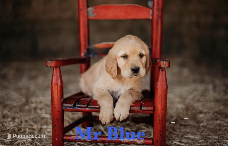 Mr Blue  – Golden Retriever puppy for sale in Northport, WA
