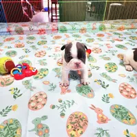 WAR PAINT, a male French Bulldog for sale in Nashville, MI – Photo 1 of 6