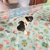 WAR PAINT, a male French Bulldog for sale in Nashville, MI – Photo 4 of 6