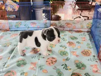 WAR PAINT, a male French Bulldog for sale in Nashville, MI – Photo 2 of 6