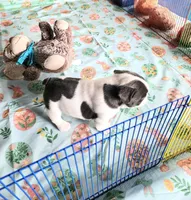 WAR PAINT, a male French Bulldog for sale in Nashville, MI – Photo 6 of 6