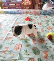 WAR PAINT, a male French Bulldog for sale in Nashville, MI – Photo 3 of 6