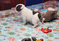 WAR PAINT, a male French Bulldog for sale in Nashville, MI – Photo 5 of 6