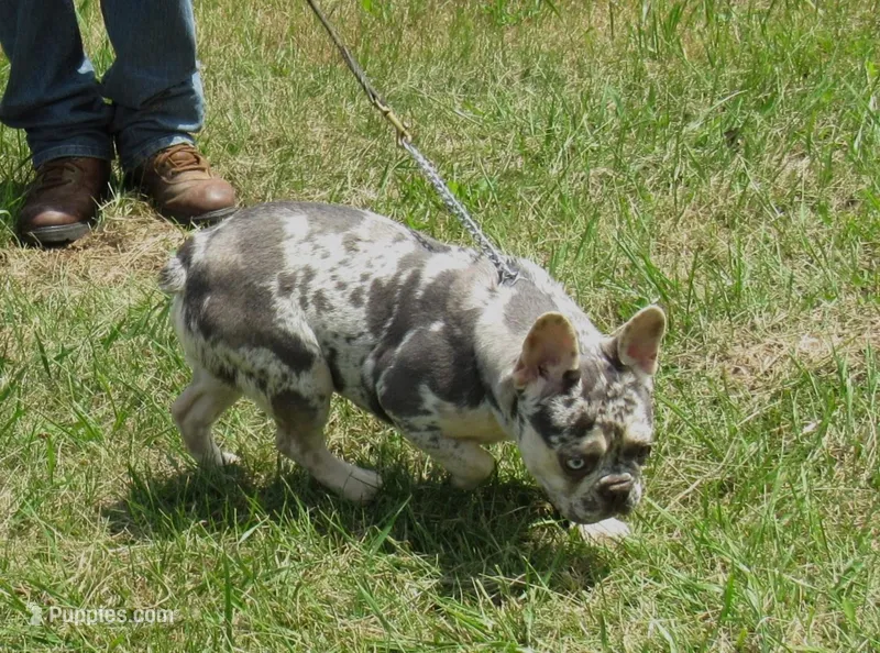 SHADES – French Bulldog puppy for sale in Nashville, MI