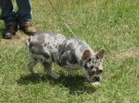 SHADES, a female French Bulldog for sale in Nashville, MI – Photo 1 of 7