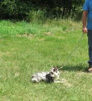 SHADES, a female French Bulldog for sale in Nashville, MI – Photo 3 of 7