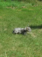 SHADES, a female French Bulldog for sale in Nashville, MI – Photo 7 of 7