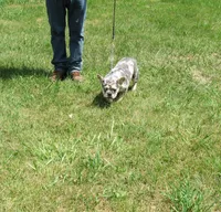 SHADES, a female French Bulldog for sale in Nashville, MI – Photo 2 of 7