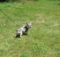 SHADES, a female French Bulldog for sale in Nashville, MI – Photo 4 of 7