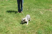 SHADES, a female French Bulldog for sale in Nashville, MI – Photo 6 of 7