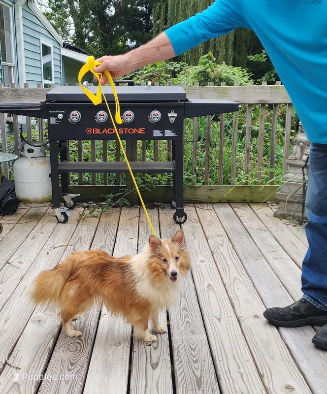 MAPLE SUGAR – Shetland Sheepdog puppy for sale in Nashville, MI