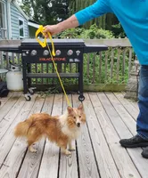 MAPLE SUGAR, a female Shetland Sheepdog for sale in Nashville, MI – 1 of 6
