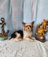 SAMONA, a female Yorkshire Terrier for sale in Nashville, MI – 2 of 4