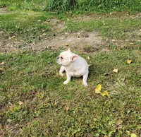 DRAGOON, a male French Bulldog for sale in Nashville, MI – 4 of 8
