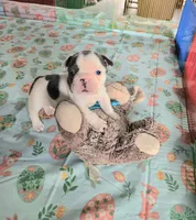 SPOTTED DOVE, a female French Bulldog for sale in Nashville, MI – Photo 5 of 6