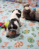 SPOTTED DOVE, a female French Bulldog for sale in Nashville, MI – Photo 4 of 6