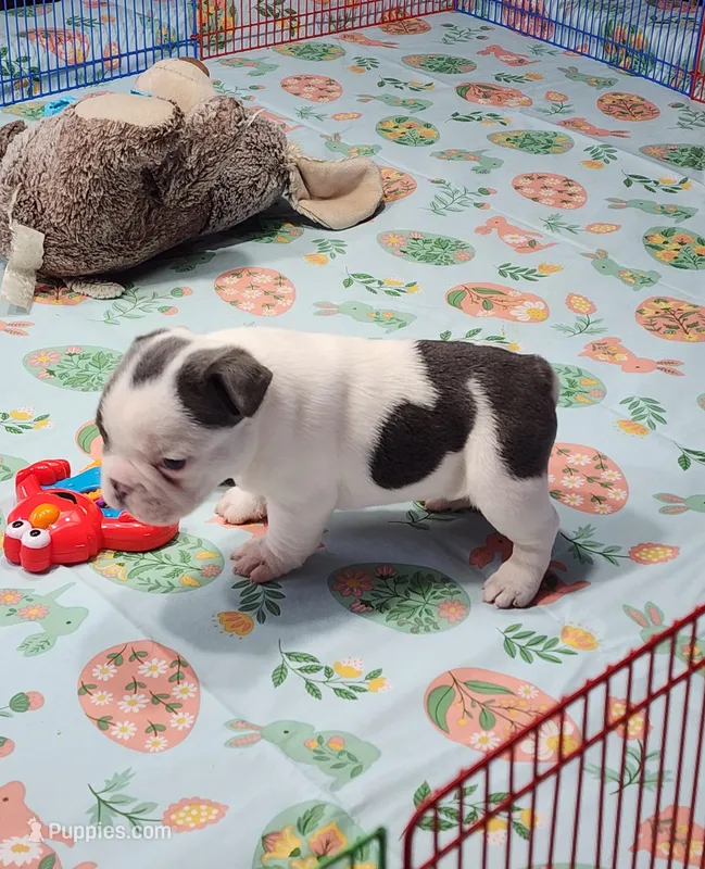 SPOTTED DOVE – French Bulldog puppy for sale in Nashville, MI