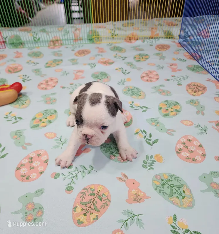 SPOTTED DOVE – French Bulldog puppy for sale in Nashville, MI