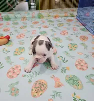 SPOTTED DOVE, a female French Bulldog for sale in Nashville, MI – Photo 1 of 6