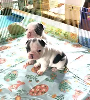 SPOTTED DOVE, a female French Bulldog for sale in Nashville, MI – Photo 6 of 6