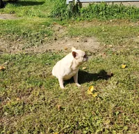 DRAGOON, a male French Bulldog for sale in Nashville, MI – 3 of 8