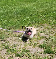 RIMFIRM, a male French Bulldog for sale in Nashville, MI – 6 of 6