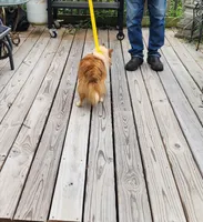 MAPLE SUGAR, a female Shetland Sheepdog for sale in Nashville, MI – 6 of 6