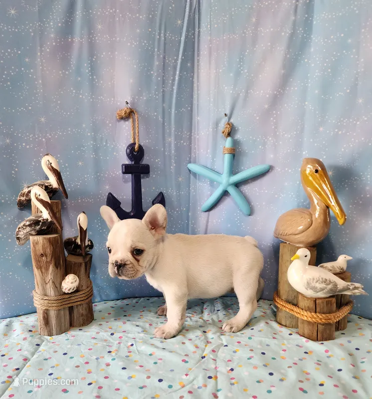 LIONS MANE – French Bulldog puppy for sale in Nashville, MI
