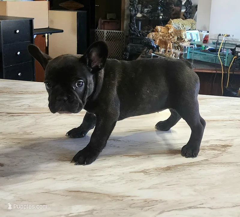 KISSES – French Bulldog puppy for sale in Nashville, MI