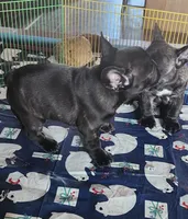 KISSES, a female French Bulldog for sale in Nashville, MI – Photo 3 of 6