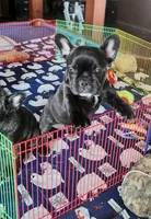 KISSES, a female French Bulldog for sale in Nashville, MI – Photo 2 of 6