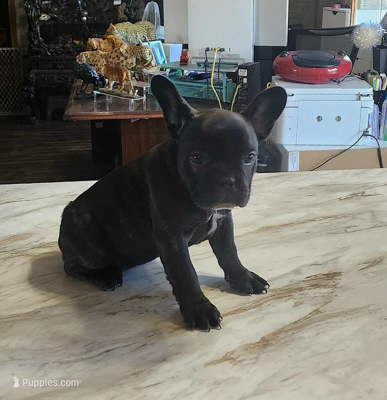 KISSES – French Bulldog puppy for sale in Nashville, MI