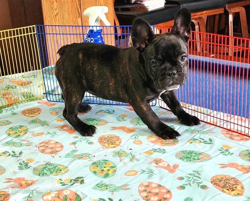 KISSES – French Bulldog puppy for sale in Nashville, MI