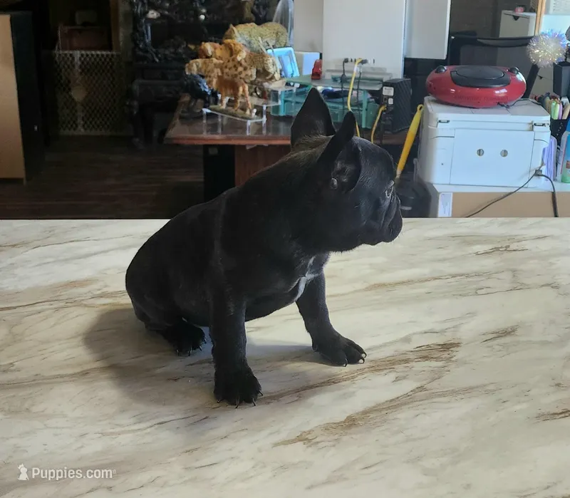 KISSES – French Bulldog puppy for sale in Nashville, MI