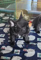 KISSES, a female French Bulldog for sale in Nashville, MI – Photo 6 of 6