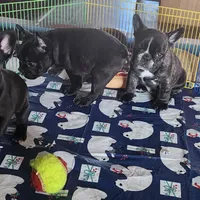 KISSES, a female French Bulldog for sale in Nashville, MI – Photo 5 of 6