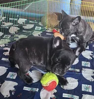 KISSES, a female French Bulldog for sale in Nashville, MI – Photo 1 of 6