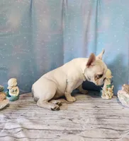 BUTTON, a female French Bulldog for sale in Nashville, MI – 3 of 5