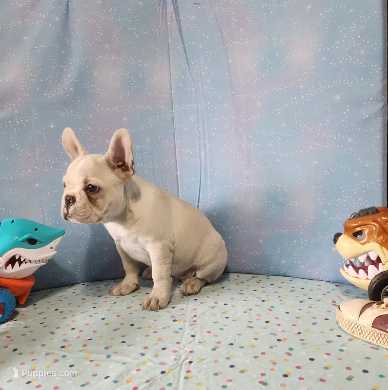BUTTON – French Bulldog puppy for sale in Nashville, MI