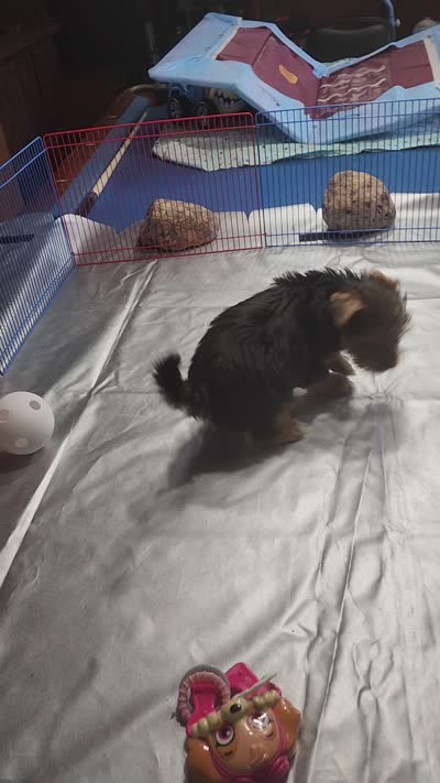SAM, a male Yorkshire Terrier for sale in Nashville, MI – 6 of 6