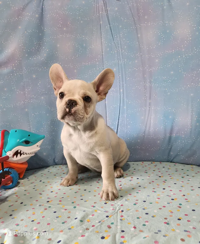 BUTTON – French Bulldog puppy for sale in Nashville, MI