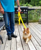 MAPLE SUGAR, a female Shetland Sheepdog for sale in Nashville, MI – 3 of 6